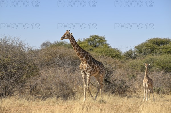 Angola giraffe (Giraffa camelopardalis angolensis) at the foot of the Waterberg, Otjozondjupa region, Namibia