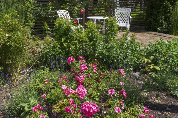 Sitting area in the garden, table and two garden chairs, framed by blooming roses, Westphalia, North Rhine-Westphalia, Germany