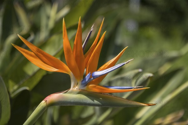 Bird of paradise flower, Strelitzia, single flower, close-up, Westphalia, North Rhine-Westphalia, Germany