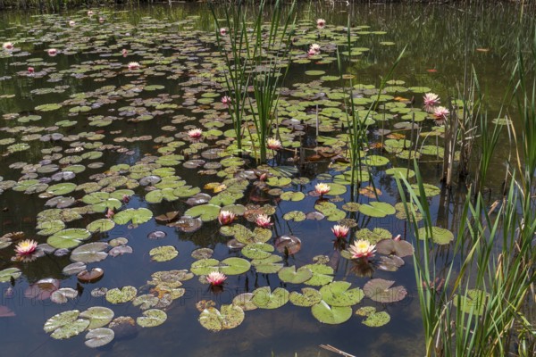 Pond with water lilies (Nymphaea), many flowers and leaves, Westphalia, North Rhine-Westphalia, Germany