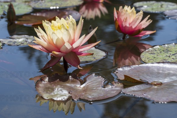 Pond with water lilies (Nymphaea), two flowers with reflection, close-up, Westphalia, North Rhine-Westphalia, Germany