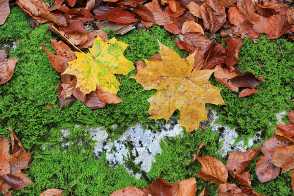 Maple leaves (Acer) in autumn colours, Egesheim, Upper Danube nature park Park, Baden-Württemberg, Germany