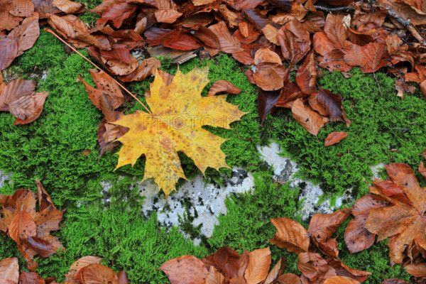 Maple leaf (Acer) in autumn colours, Egesheim, Upper Danube nature park Park, Baden-Württemberg, Germany
