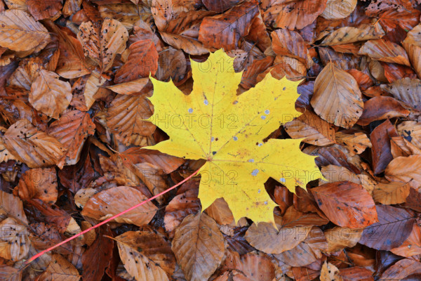 Ahron leaf (Acer) in autumn colour, Egesheim, Upper Danube nature park Park, Baden-Württemberg, Germany