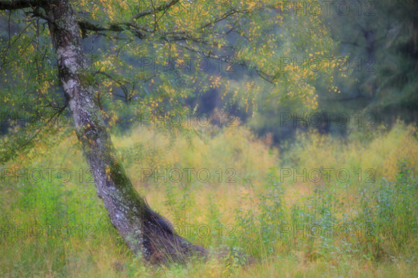 Birch (Betula), birch family (Betulaceae), autumn colours, autumn, Palatinate Forest, Rösslesweiher, Ludwigswinkel, Rhineland-Palatinate, Germany