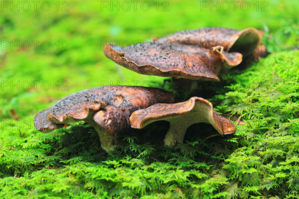 Mushrooms, forest, Laternser Tal, Vorarlberg, Austria