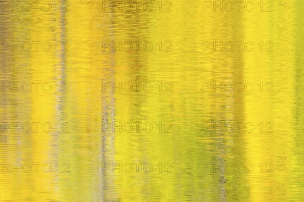 Reflecting autumn colours on the Danube, river, autumn, Danube valley, Upper Danube nature park Park, Baden-Württemberg, Germany