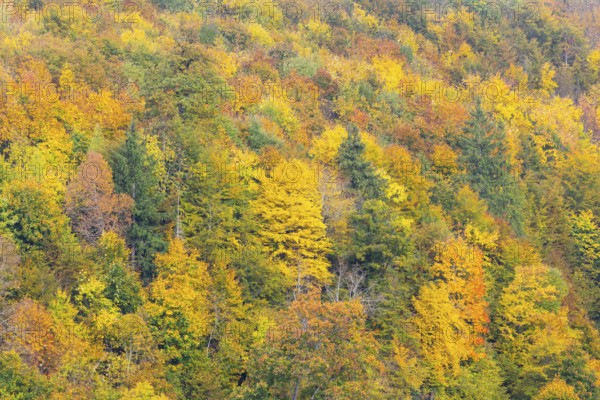 Mixed forest in autumn colours, autumn, Danube valley, Upper Danube nature park Park, Baden-Württemberg, Germany
