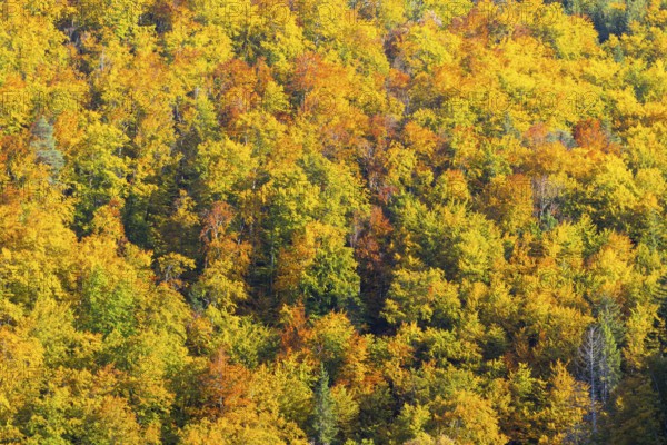 Mixed forest in autumn colours, autumn, Danube valley, Thiergarten, Upper Danube nature park Park, Baden-Württemberg, Germany