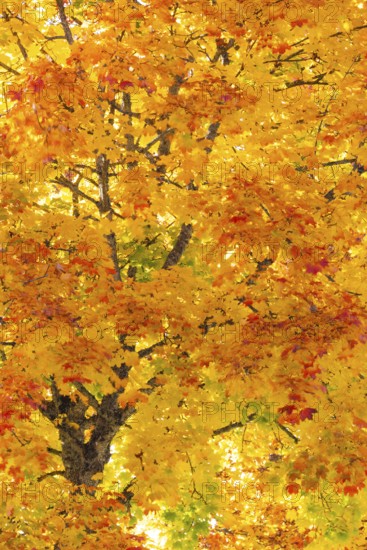 Maple tree (Acer), horse chestnut family (Hippocastanoideae), autumn colours, autumn, Dietfurt, Danube valley, Upper Danube nature park Park, Baden-Württemberg, Germany