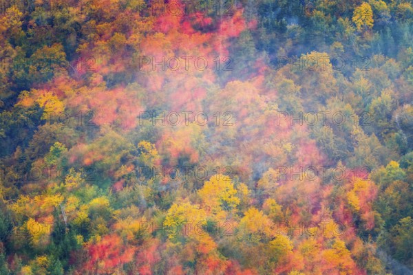 Autumn leaves, autumn colours, mixed forest, fog, autumn, Fridingen, Danube valley, Upper Danube nature park Park, Baden-Württemberg, Germany