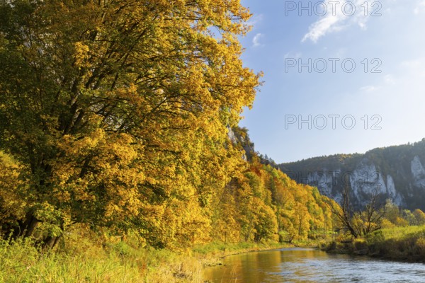 Mixed forest in autumn colours, Danube, Autumn, Danube valley, Upper Danube nature park Park, Baden-Württemberg, Germany
