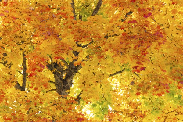 Maple tree (Acer), horse chestnut family (Hippocastanoideae), autumn colours, autumn, Dietfurt, Danube valley, Upper Danube nature park Park, Baden-Württemberg, Germany