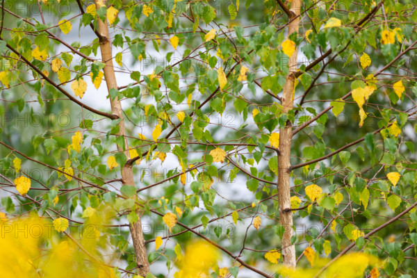 Birch (Betula), Birch family (Betulaceae), Solidago canadensis, (Solidago canadensis), Asteraceae, Rulfingen, Mengen, Upper Danube nature park Park, Rulfingen, Baden-Württemberg, Germany
