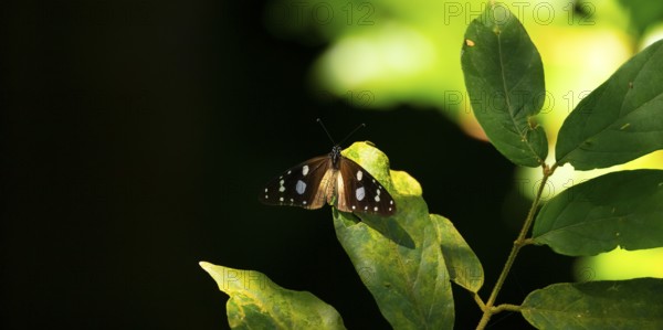 Amauris damocles, butterfly, Kasanje, Uganda
