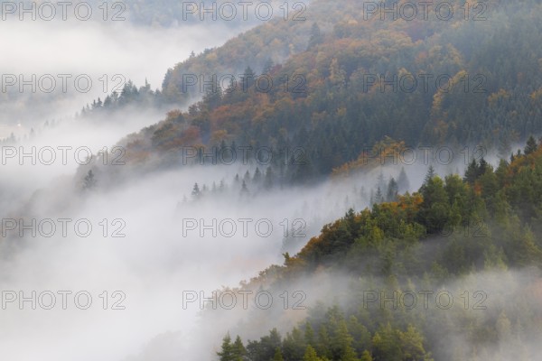 View from the Knopfmacherfelsen into the Danube valley, mixed forest, autumn colours, fog, autumn, Fridingen, Danube valley, Upper Danube nature park Park, Baden-Württemberg, Germany