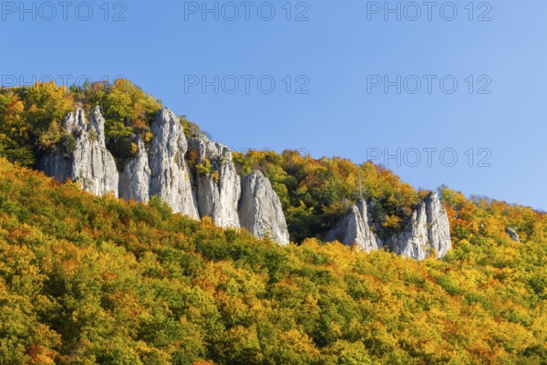 Rock face with mixed forest in autumn colours, limestone rock, autumn, Hausen im Tal, Danube Valley, Upper Danube nature park Park, Baden-Württemberg, Germany