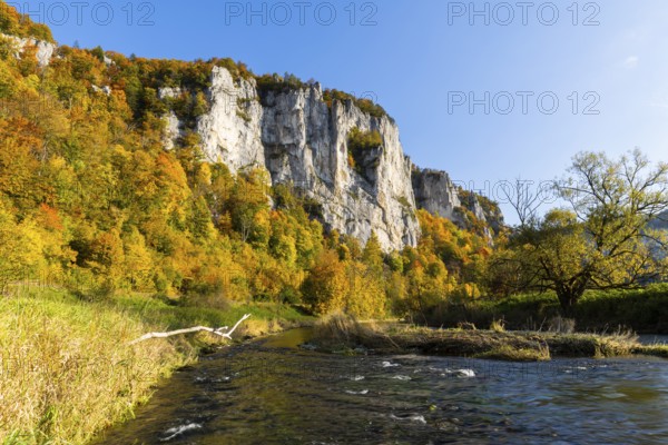 Rock face with mixed forest in autumn colours, limestone rock, Danube, autumn, Schaufelsen Donautal, Naturpark Obere Donau, Baden-Württemberg, Germany