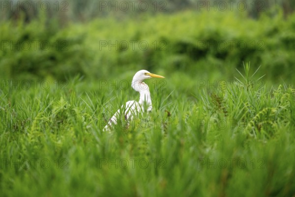 Great White Egret (Ardea alba), Mabamba Swamp, Lake Victoria, Uganda