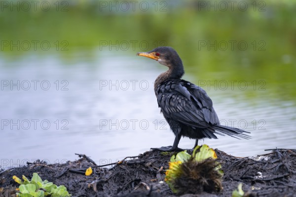 Reed Cormorant (Phalacrocorax africanus), juvenile bird on the shore, Mabamba Swamp, Lake Victoria, Uganda