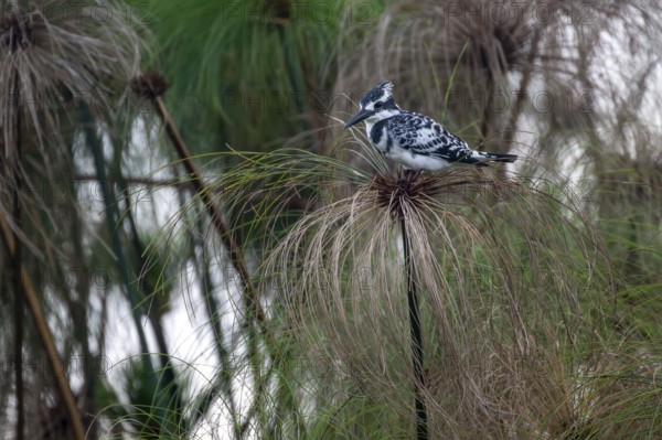 Grey Kingfisher (Ceryle rudis) bird sitting on papyrus, Mabamba Swamp, Lake Victoria, Uganda
