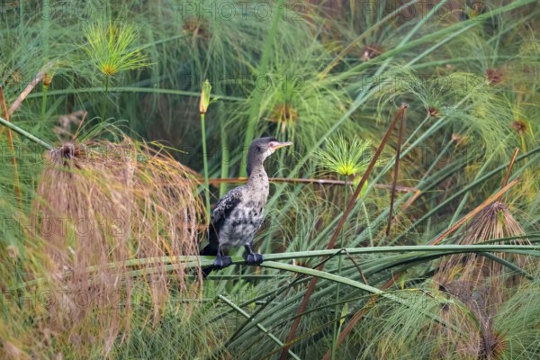 Reed Cormorant (Phalacrocorax africanus), young bird sitting on papyrus, Mabamba Swamp, Lake Victoria, Uganda
