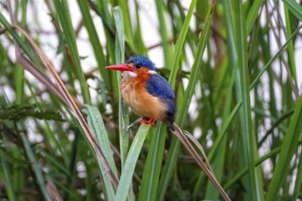 Crested Pygmy Kingfisher (Corythornis scalloped ribbonfish), bird sitting on a reed leaf, Mabamba Swamp, Lake Victoria, Uganda