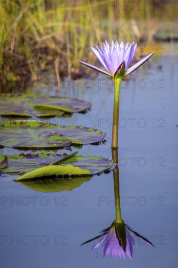Flower of a water lily (Nymphaeaceae), Mabamba Swamp, Lake Victoria, Uganda