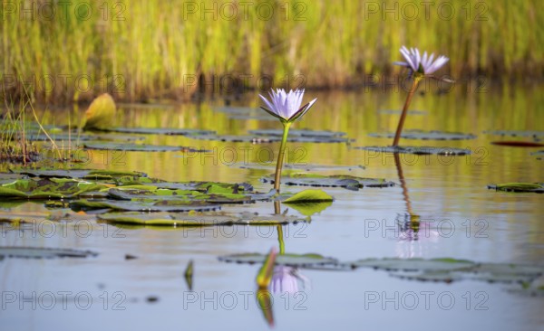 Flower of a water lily (Nymphaeaceae), Mabamba Swamp, Lake Victoria, Uganda
