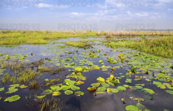 Water lilies (Nymphaeaceae), landscape at Mabamba Swamp, Lake Victoria, Uganda