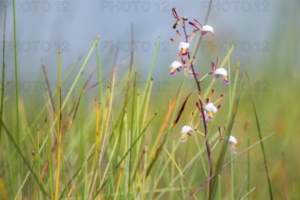 Orchid (Eulophia angolensis Rchb.f. Summerh.) in Mabamba Swamp, Lake Victoria, Uganda