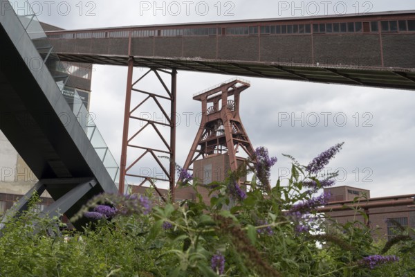 Double trestle headframe, Shaft XII, lilacs in bloom in the foreground, Zollverein Coal Mine Industrial Complex, UNESCO World Heritage Site, Essen, Ruhr area, North Rhine-Westphalia, Germany