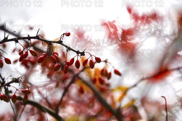 Barberry, autumn, Germany