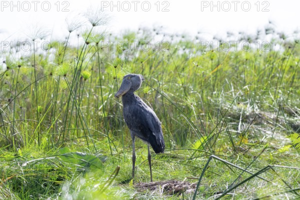Shoebill (Balaeniceps rex) in the swamps of Mabamba between Papyrus, Lake Victoria, Uganda