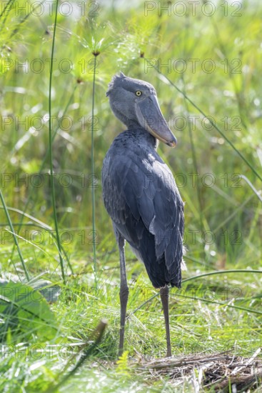 Shoebill (Balaeniceps rex) in the swamps of Mabamba between Papyrus, Lake Victoria, Uganda
