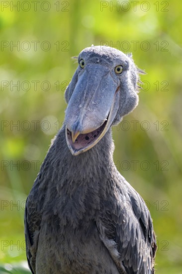 Funny animal portrait, shoebill (Balaeniceps rex) in the swamps of Mabamba, Lake Victoria, Uganda