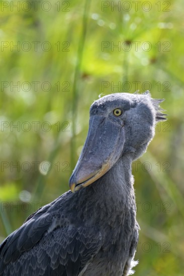 Animal portrait, Shoebill (Balaeniceps rex) in the swamps of Mabamba, Lake Victoria, Uganda