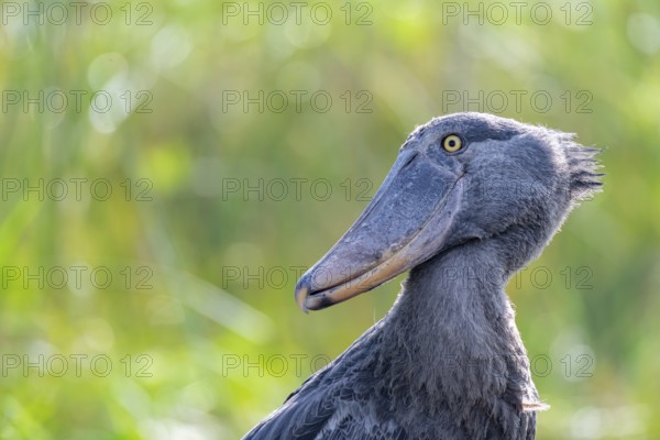 Shoebill (Balaeniceps rex) in the swamps of Mabamba, Lake Victoria, Uganda