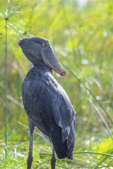Shoebill (Balaeniceps rex) in the swamps of Mabamba, Lake Victoria, Uganda