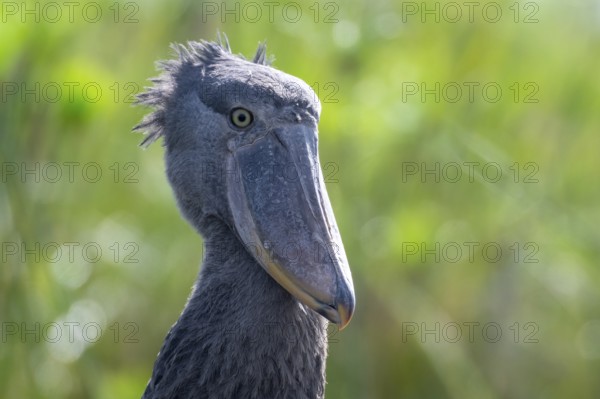 Animal portrait, Shoebill (Balaeniceps rex) in the swamps of Mabamba, Lake Victoria, Uganda