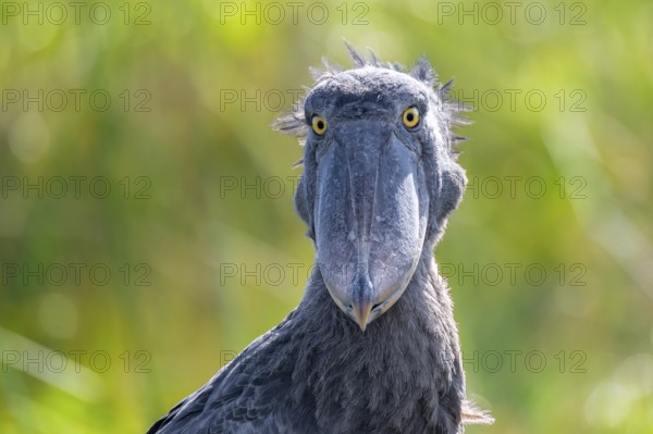 Funny animal portrait, shoebill (Balaeniceps rex) in the swamps of Mabamba, Lake Victoria, Uganda