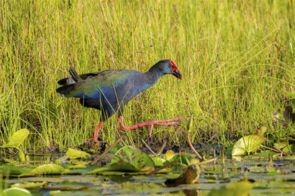 Emerald partridge (Porphyrio madagascariensis), walking on water lily pads, foraging, Mabamba Swamp, Lake Victoria, Uganda