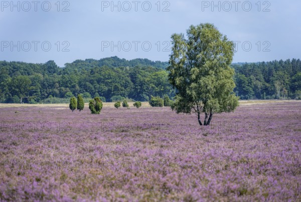 Purple flowering heath, broom heather and juniper bushes, Wilsede, Lüneburg Heath nature reserve, Lower Saxony, Germany