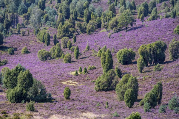 Purple flowering heath, broom heather and juniper bushes, in Totengrund, Wilsede, Lüneburg Heath nature reserve, Lower Saxony, Germany