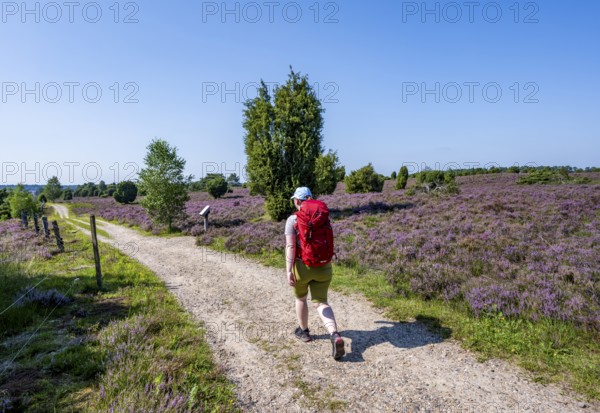 Hiker on a path through flowering heathland, heather and juniper bushes, Lüneburg Heath nature reserve, Lower Saxony, Germany