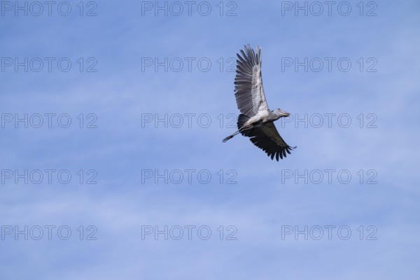 Shoebill (Balaeniceps rex) in flight, bird in the sky, Mabamba, Lake Victoria, Uganda