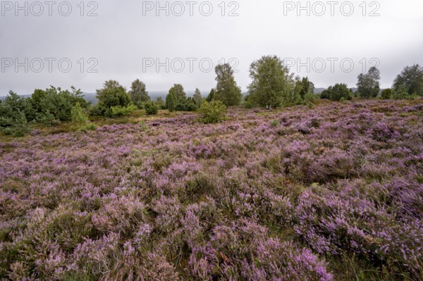 Purple flowering heath, broom heather and juniper bushes, Wilseder Berg, Lüneburg Heath nature reserve, Lower Saxony, Germany