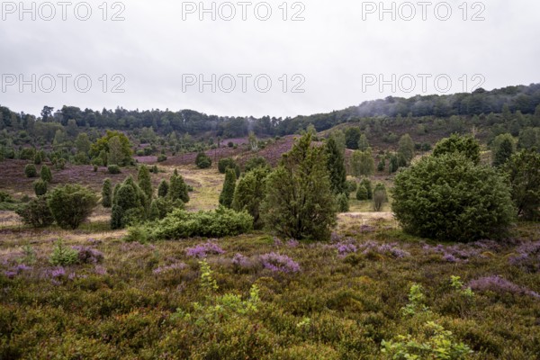 Purple flowering heath, broom heather and juniper bushes, Lüneburg Heath nature reserve, Lower Saxony, Germany