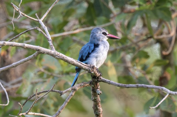 Senegal Kingfisher (Halcyon senegalensis) on a branch, Ziwa Rhino Sanctuary, Uganda