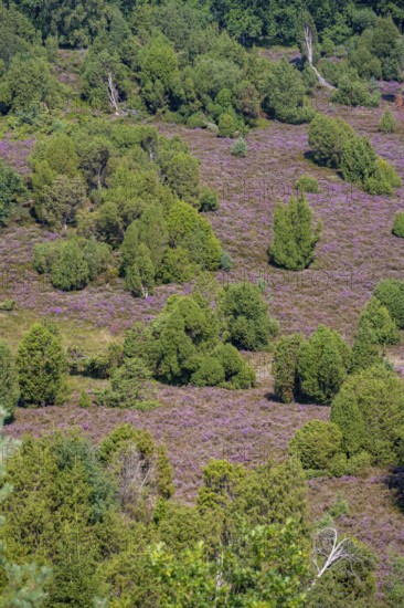 Purple flowering heath, broom heather and juniper bushes, in Totengrund, Wilsede Lüneburg Heath nature reserve, Lower Saxony, Germany